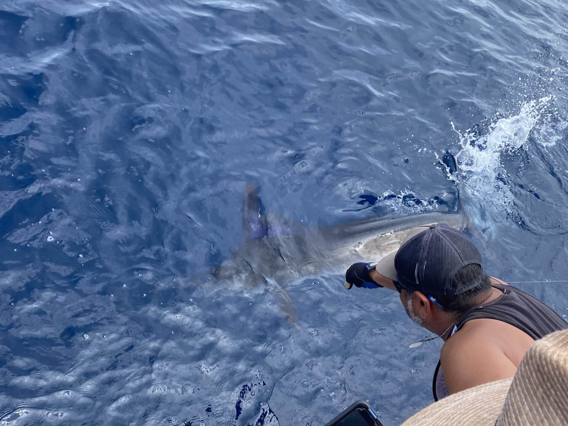 Catch and release marlin cabo
