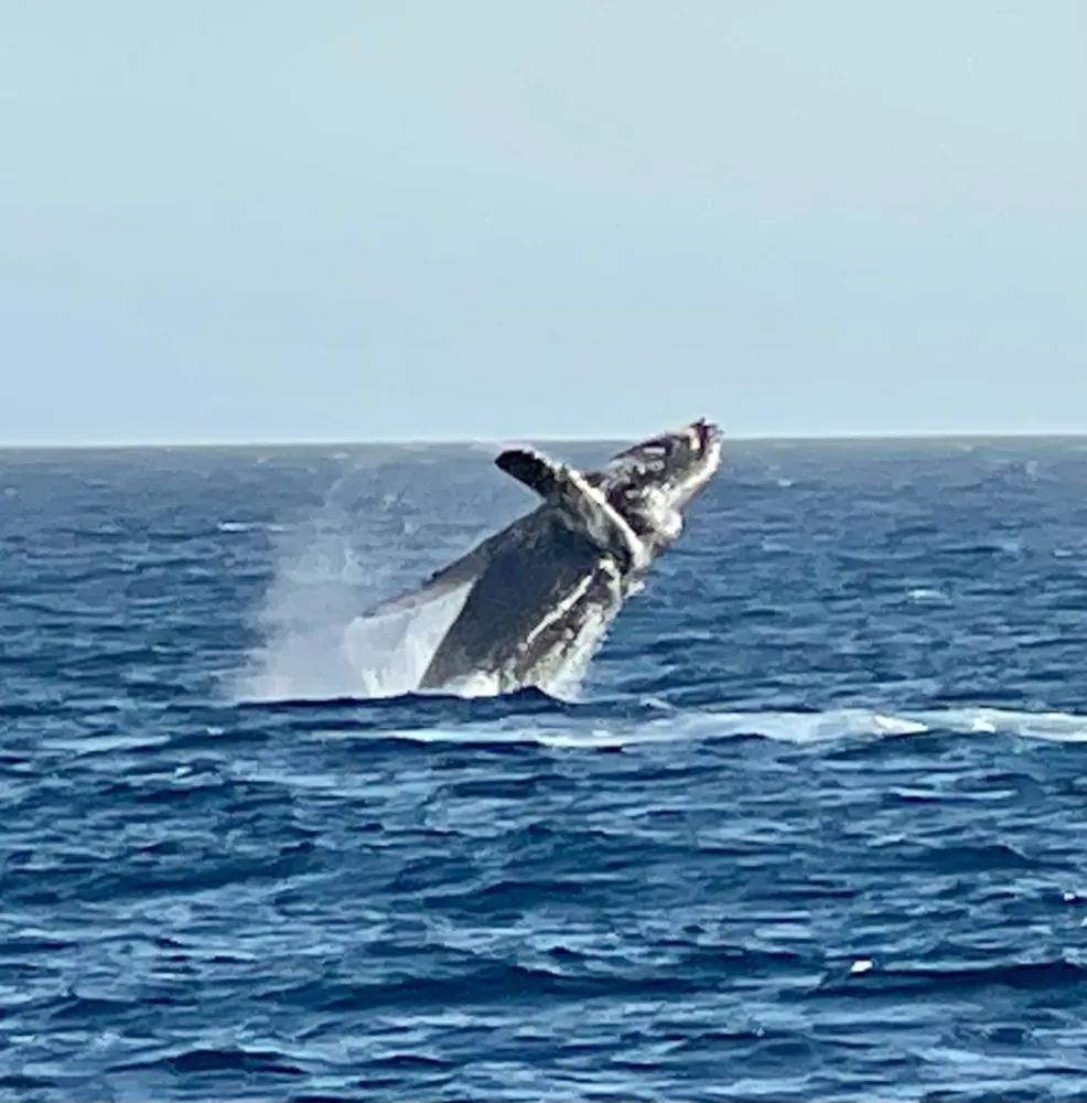 Avistamiento de ballenas cabo san lucas